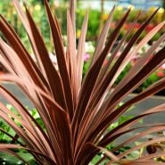 Red Sensation aka Cabbage Palm Grass Plant growing in a pot in a grenhouse. Adobe Stock Extended License.