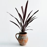 A single  Red Sensation Grass plant in a vintage terra cotta mug on a white background.