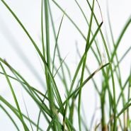 A close-up macro view of Maiden Hair rass on a light background.