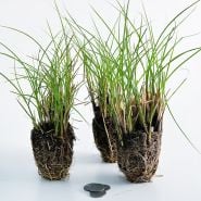A trio of Maiden Hair Grass plugs on a light background with coins to show its size.
