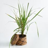 A single Karl Foerster Feather Reed Grass Plant in a basket on white background.