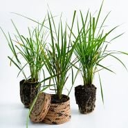 A trio of Karl Foerster Feather Reed Grass Plants with one plant in a basket on a white background.