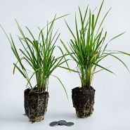Two Karl Foerster Feather Reed Grass Plants with coins on a white background.