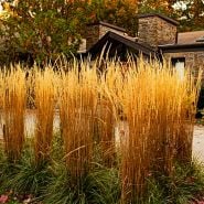 Mature Karl Foerster Feather Reed Grass growing in front of a house in the Autumn. Adobe Stock Extended License.