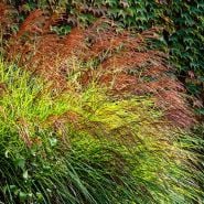 Maiden Grass growing in the garden in Autumn. Adobe Stock Extended License.