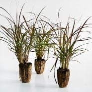 A trio of Fountain Grass plants on a light background.