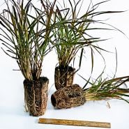 A trio of Fountain Grass plants with a ruler to show size on a light background.