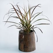 A Fountain Grass plant in a wooden pot on a light background.