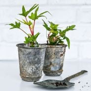 A pair of Chief Kubo's Prize Hibiscus Plants in rustic pots with a little shovel.