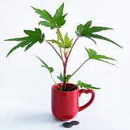 A Chief Kubo's Prize Hibiscus Plant in red cup with coins to show size on white background.