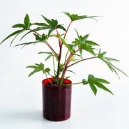 Chief Kubo's Prize Hibiscus plants in a red glass pot on a white background.