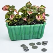 A side view of a trio of Joseph’s Coat Plants in green glass planter with coins on high key background.