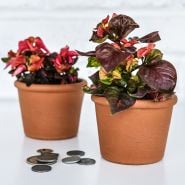 A pair of Joseph’s Coat Plants in terra-cotta pots showing cool weather leaf color on a white background.