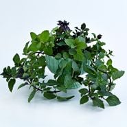 A bouquet of Chewing Gum Mint in green container on white.