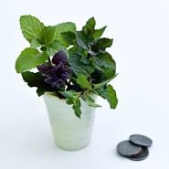 Chewing Gum Mint Plant in a small glass pot on a white background with a stack of coins to show size.