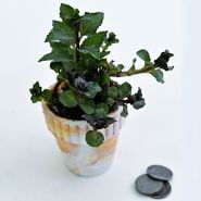 Another Chewing Gum Mint PLant in small glass pot on white background.