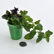 A single Chewing Gum Mint Plant in green glass pot on white with coins to show the size.