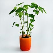 A couple of  Waimanalo Papaya Plants in an orange pot on a white background.