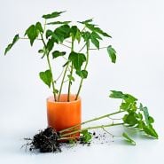 Several Waimanalo Papaya Plants are in an orange ceramic mug with one plant laying on a white background.