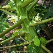 A close look at young Waimanalo Papaya fruit growing on the plant on the farm at Baker Creek.