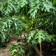 Waimanalo Papaya Tree growing in the gardens at Baker Creek in Missouri.
