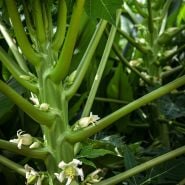 A close-up view of blooms on the stem of a Waimanalo Papaya at the farm at Baker Creek.