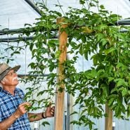 A Baker Creek plant manager smiles as he surveys a healthy Possum Purple Passion Fruit plant growing in a hanging pot.