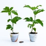 A pair of Possum Purple Passion Fruit Plants with a couple of coins on a white background.
