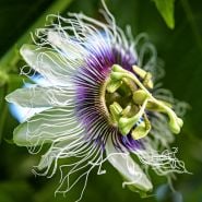A close-up view of a Possum Purple Passion Fruit bloom on a mature plant in a greenhouse.