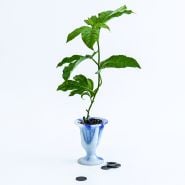 A single Possum Purple Passion Fruit Plant in small fluted blue glass pt with some pennies to show the size.