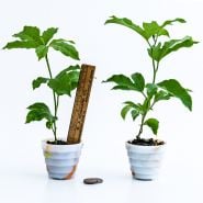 A duo of Possum Purple Passion Fruit Plants potted in little glass pots with some coins and ruler.