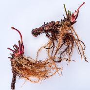 Carnivorous White Topped Pitcher Plant rhizomes on a white background.