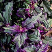 A close-up detail of the Purple Passion Plant foliage.