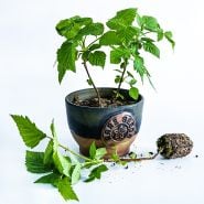 A trio of Cascade Delight Raspberry Plants in a pot and laying on the white background.