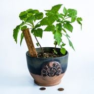 A couple of Cascade Delight Raspberry Plants with a ruler in a Ceramic Baker Creek pot on a white background.
