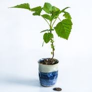 A single Cascade Delight Raspberry Plant in a ceramic blue and white pot with coins on a white background.