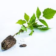 A single Cascade Delight Raspberry Plant reclining on a white background with coins.