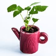 A single Glencoe Purple Raspberry plant in ceramic teapot on a white background.