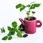 A couple of Glencoe Purple Raspberry plants with one in ceramic miniature teapot on white.