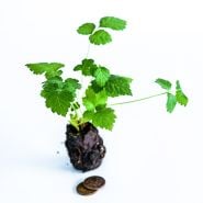 A Glencoe Purple Raspberry plant with coins to shwo size on a white background.