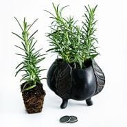 Potted and unpotted Madeline Hill Rosemary Plants on a white background.