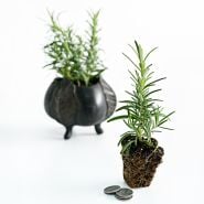Potted and unpotted Madeline Hill Rosemary Plants with coins on a white background.