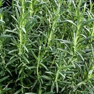 A close-up view of  the foliage on a Madeline Hill Rosemary Plant growing in the greenhouse at Baker Creek.