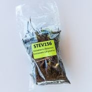 20 Eversweet Bareroot Strawberry Plants in a plastic bag showing how it ships on a white background.