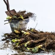 20 Eversweet Bareroot Strawberry Plants with a trowel and a pot on a white background.