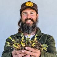 A smiling gardener holds out 20 Eversweet Bareroot Strawberry Plants on a plain grey background.