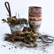 20 Fort Laramie Bareroot Strawberry Plants with a trowel and a stack of terra cotta pots on a white background.