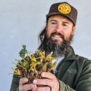 A smiling gardener is admiring 20 Fort Laramie Bareroot Strawberry Plants that he is holding.