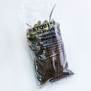 20 Quinault Bareroot Strawberry Plants as shown in its' shipping bag on a white background.