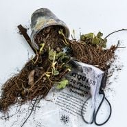 20 Quinault Bareroot Strawberry Plants with its' shipping bag, soil, scissors and a pot on a white background.